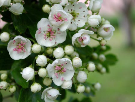 Réguler son émotivité avec l’Aubépine