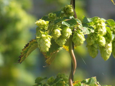 Se déstresser avec le Houblon