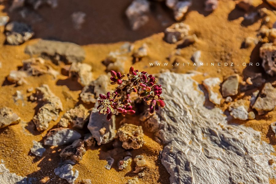 Fleur sauvage du désert près de Lahmar