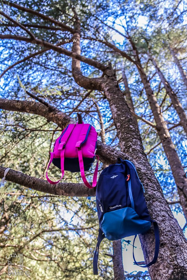 La station climatique de Chréa enchante toujours ses habitués  Destination préférée des Blidéens