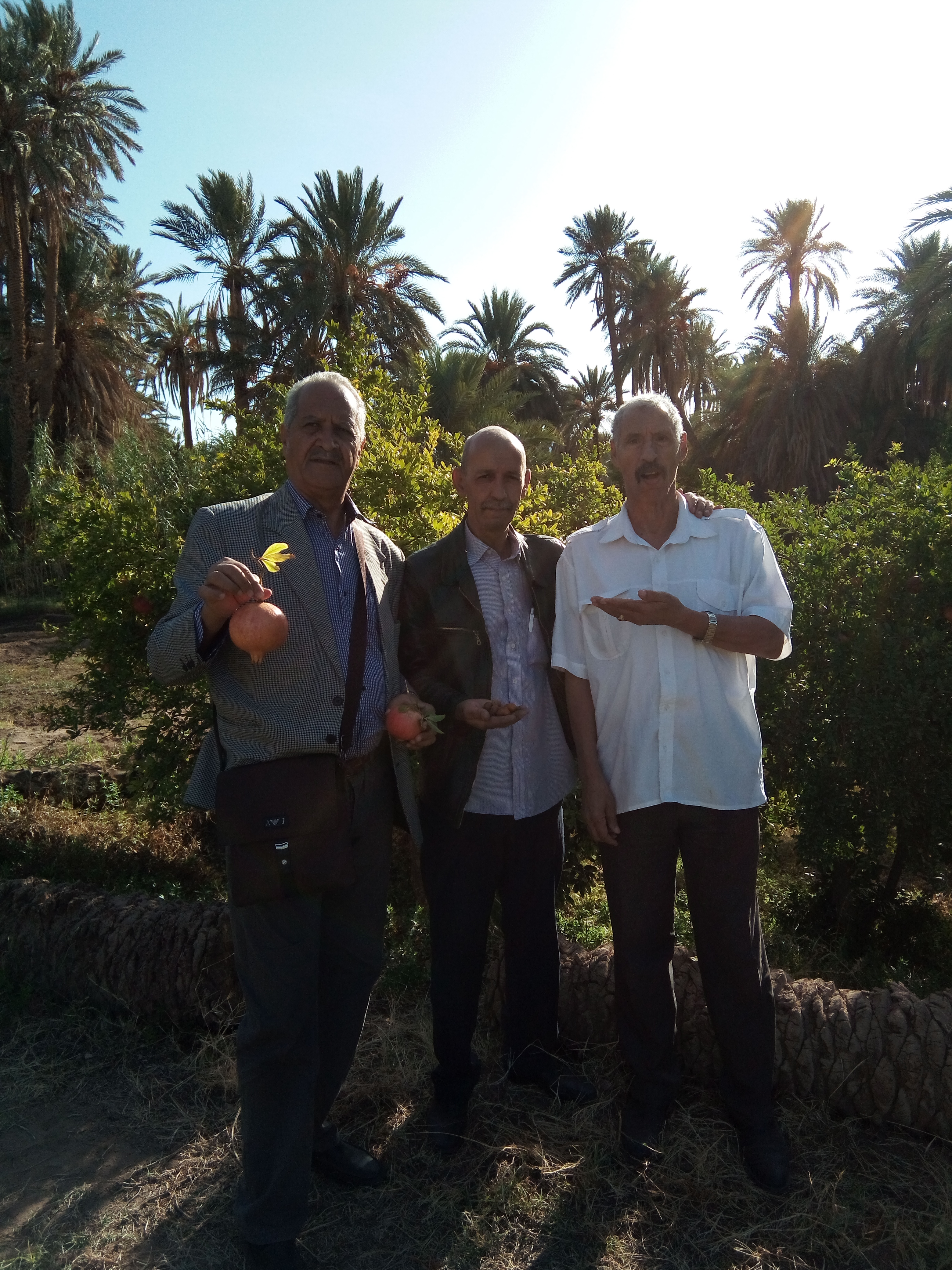 les jardins de boussemghoune al bayadh