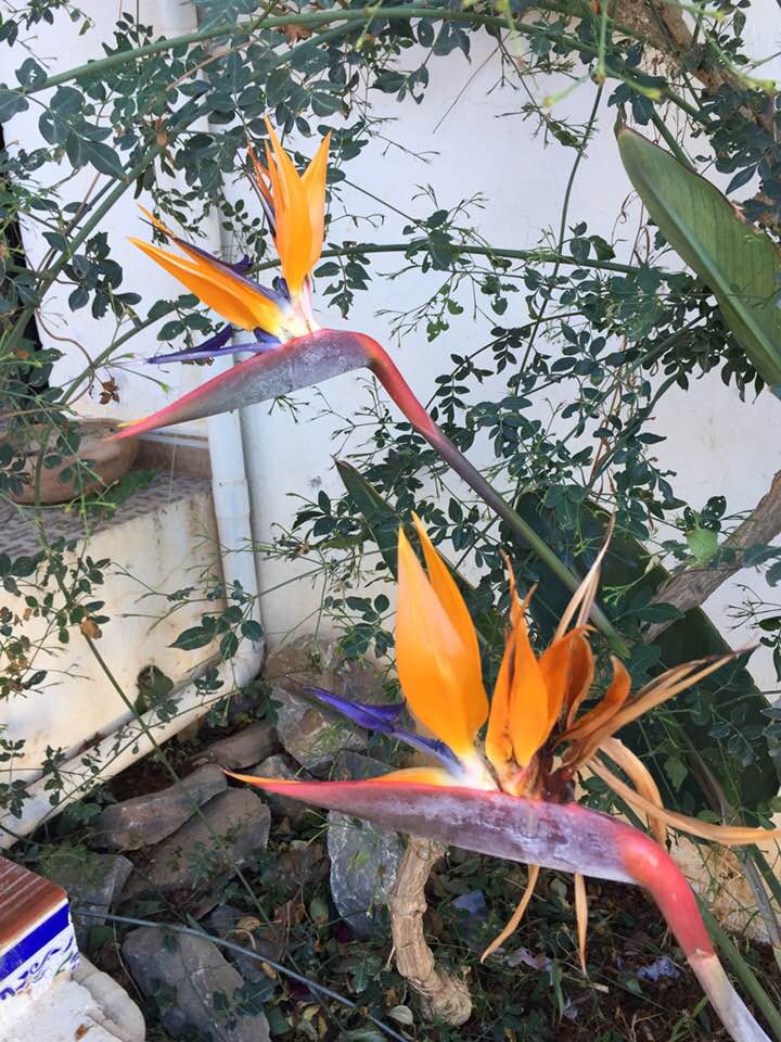 Oiseau de paradis : strelitzie de la reine