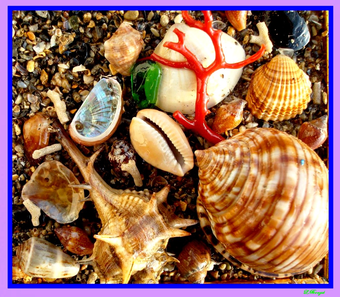 Coquillages