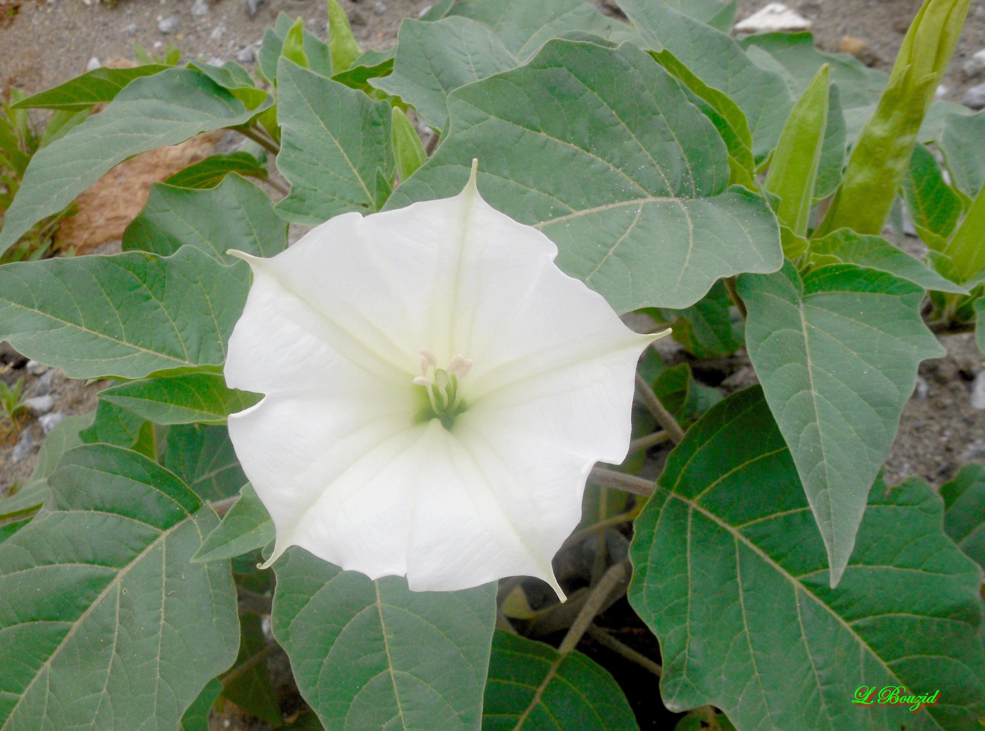 Datura stramoine