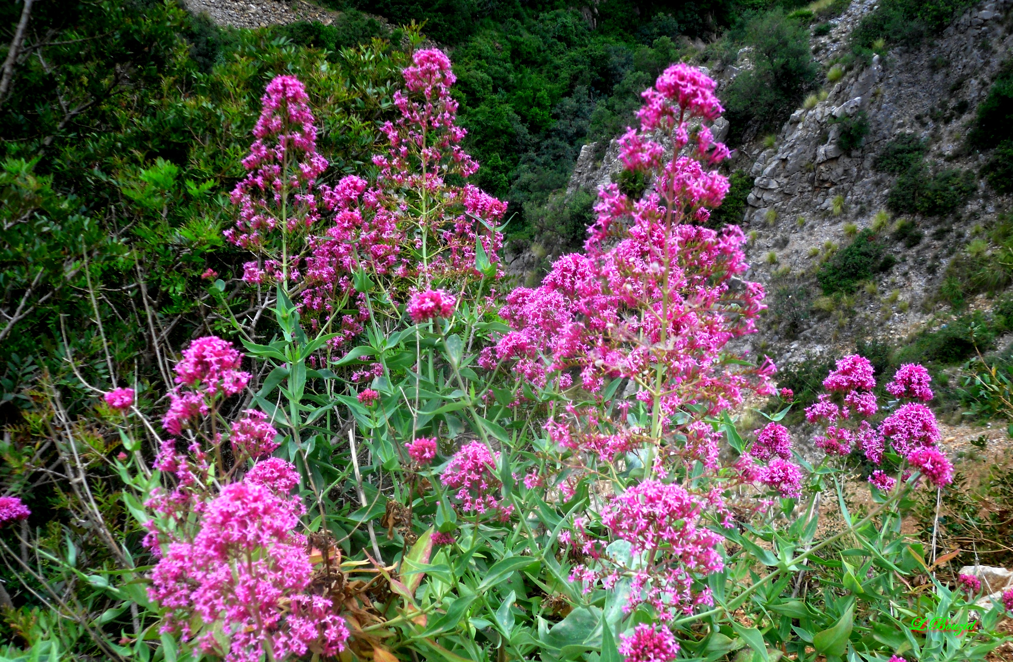 Valériane rouge, Centranthe rouge,