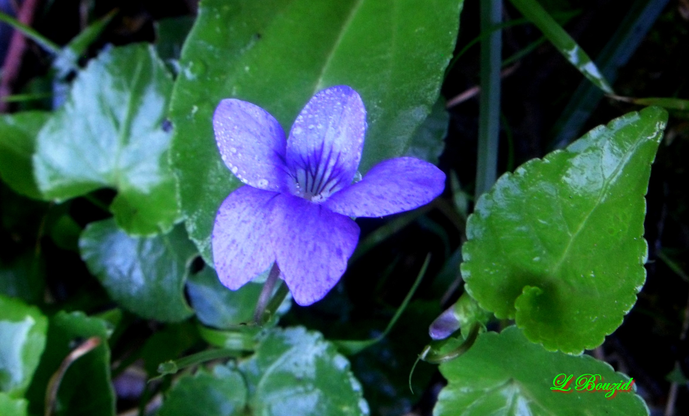 Violette sauvage - Viola sylvestris