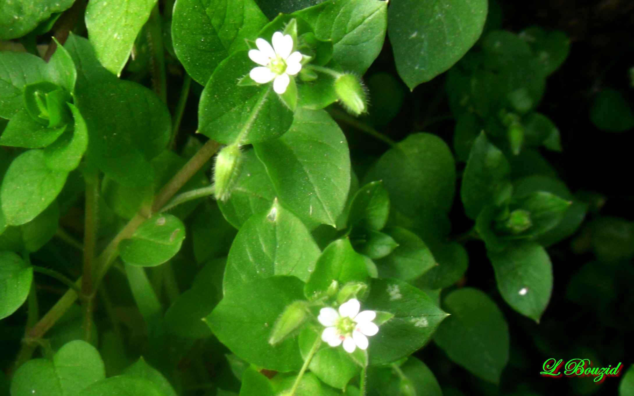 mouron blanc (Stellaria media)