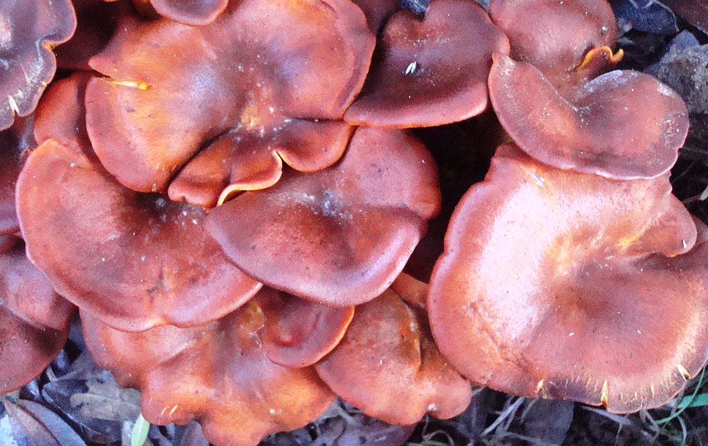 pleurote de l'olivier/Omphalotus olearius