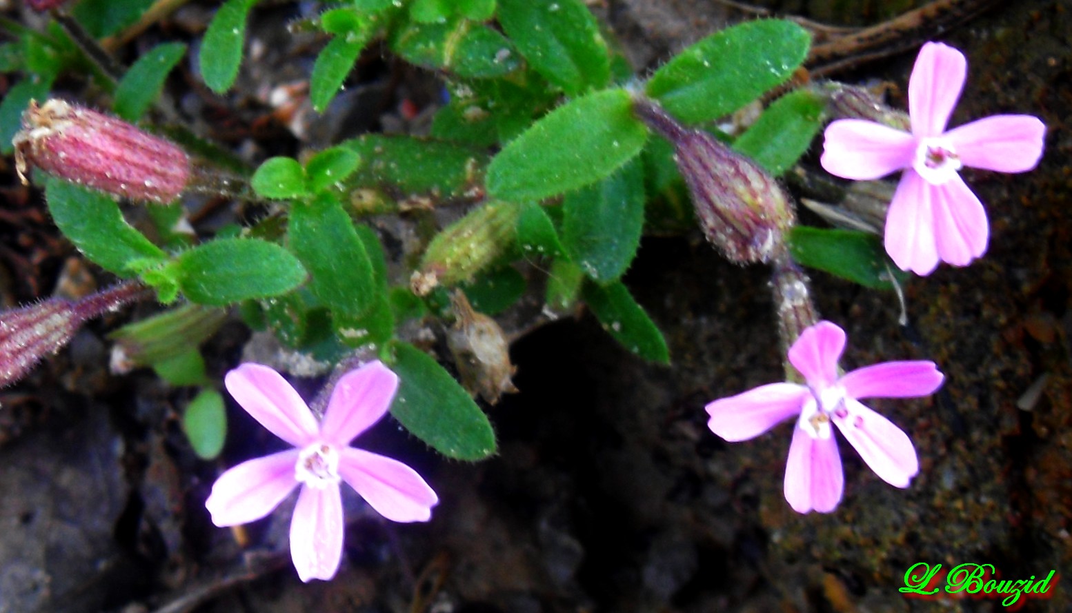 Silene schafta