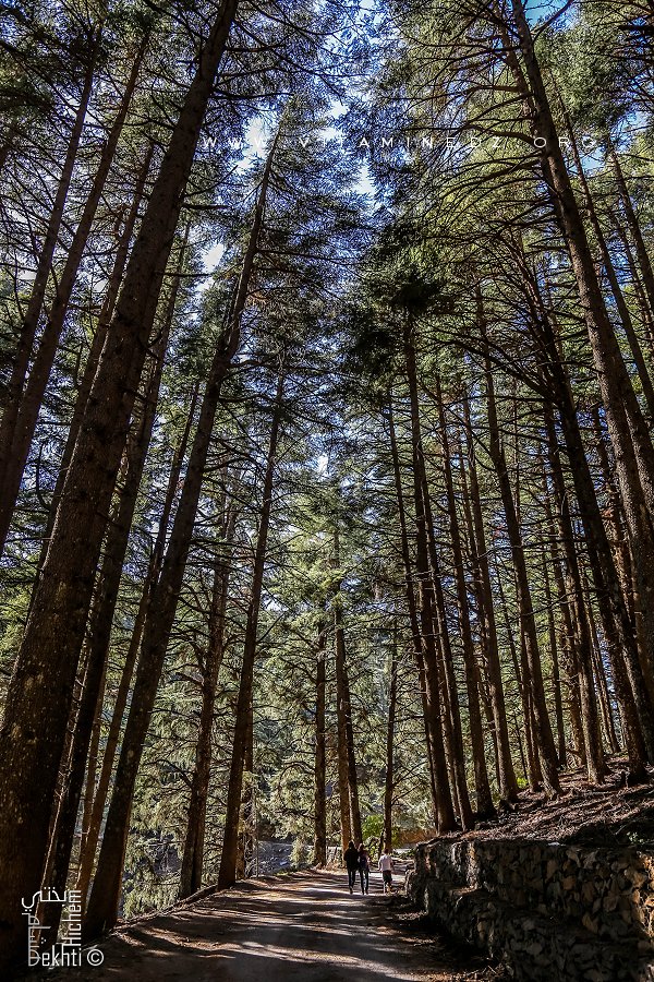 Chréa (en arabe : الشريعة , en tamazight de l'Atlas blidéen : Criɛeṯ, tifinagh : ⵛⵔⵉⵄⴻⵝ), est une commune de la wilaya de Blida en Algérie.
