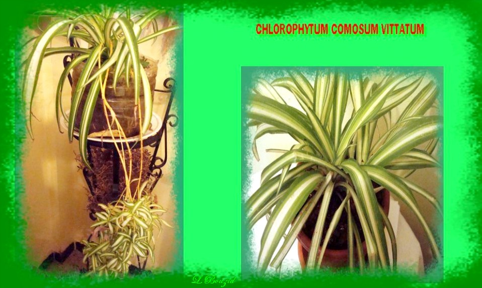 Chlorophytum comosum