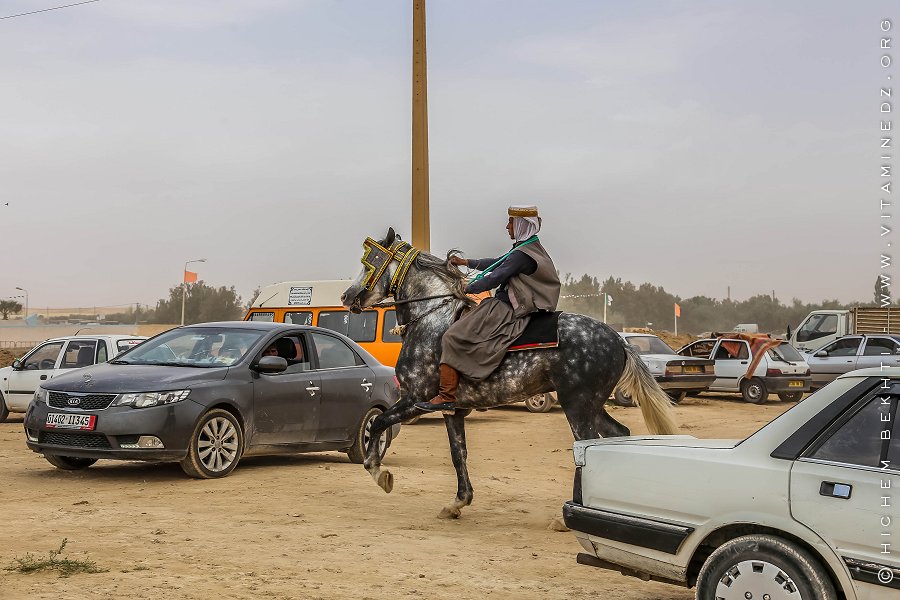 Melange de montures - Waada Sidi khlifa, El kheither 2017