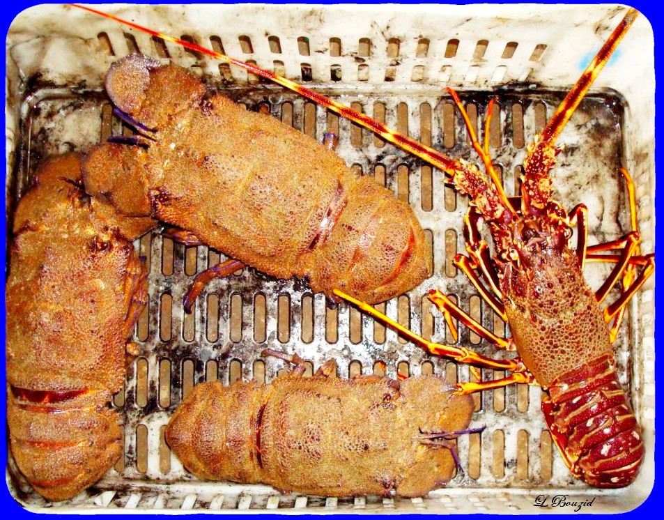 crustacé,cigale et langoustes