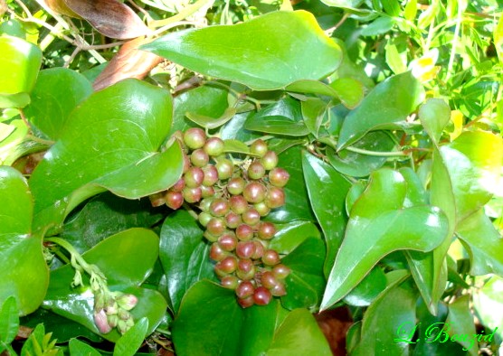 Salsepareille (Smilax sarsaparilla)