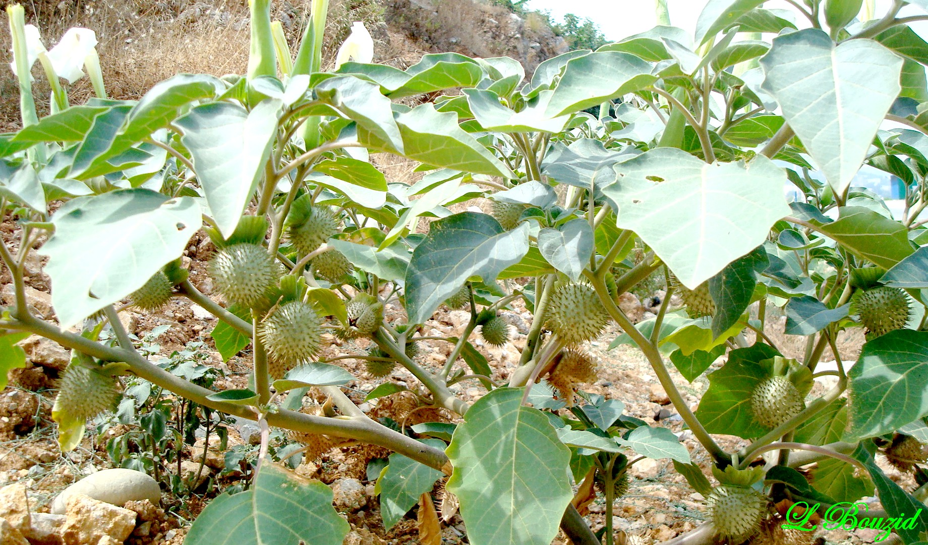 Datura stramonium