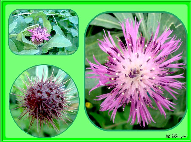 centaurée rude centaurea aspera