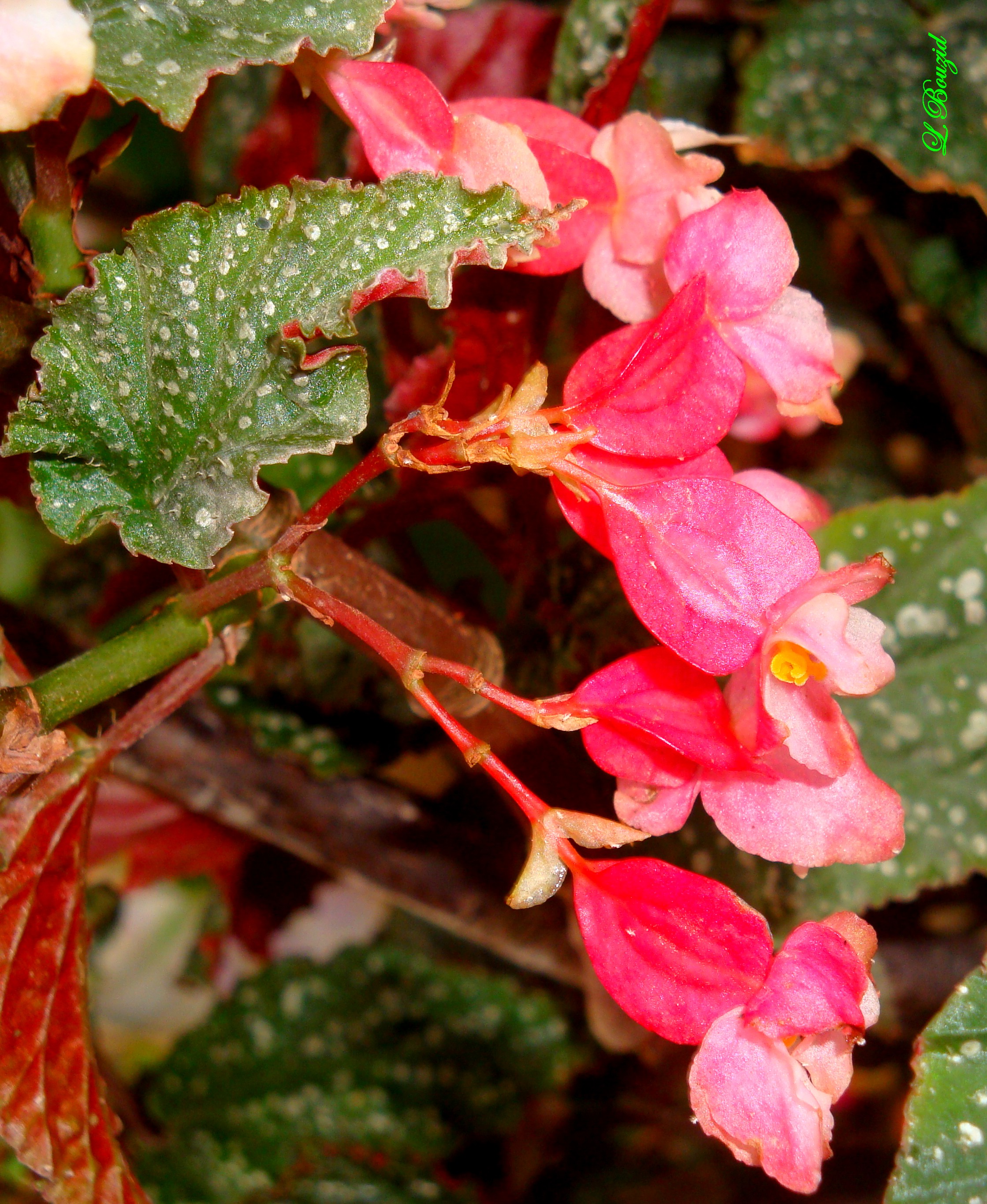 Fleurs de Bégonia