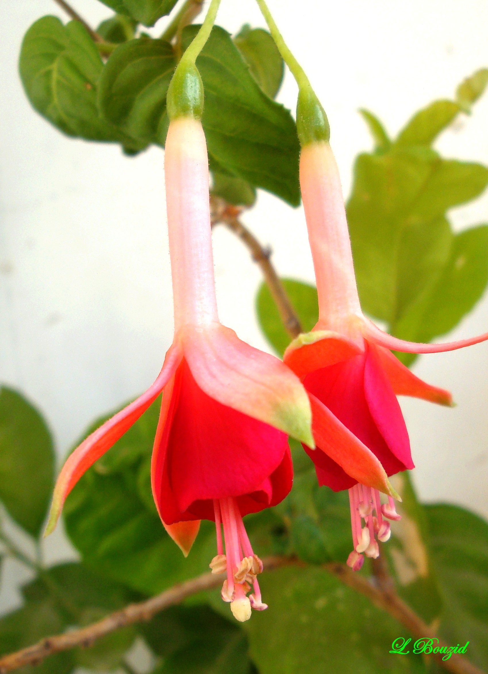 fleurs de fuchsia
