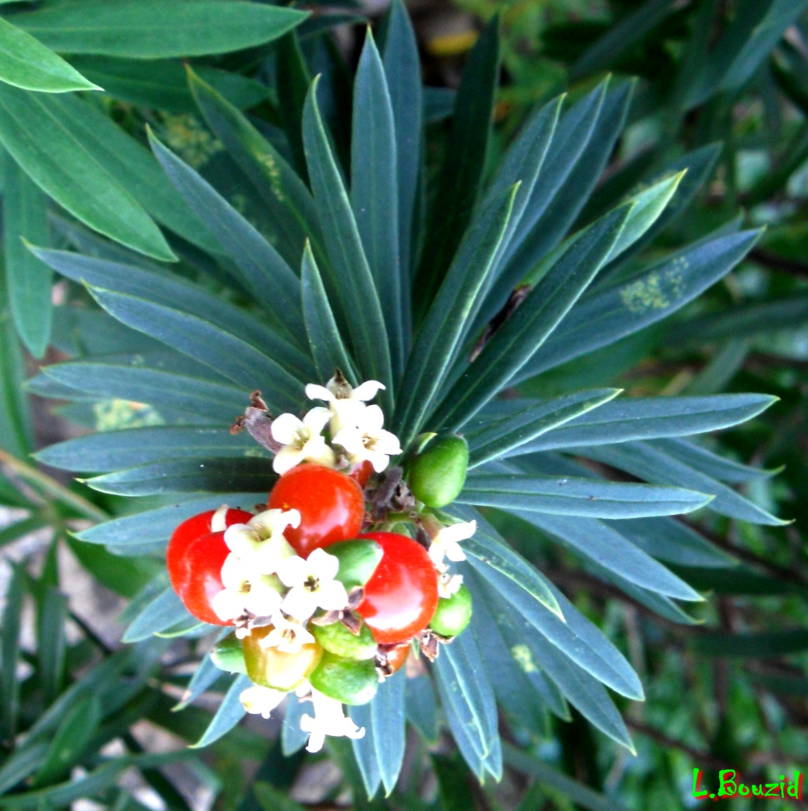 Garou (Daphne gnidium)