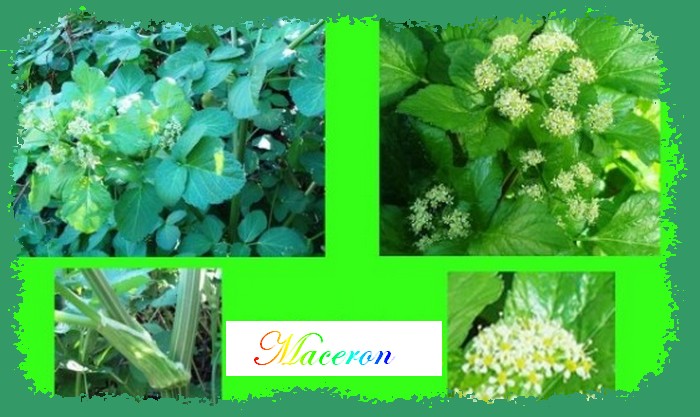 Le maceron (Smyrnium olusatrum)