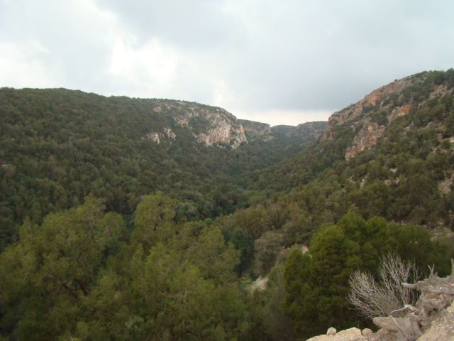 غابة العذراء