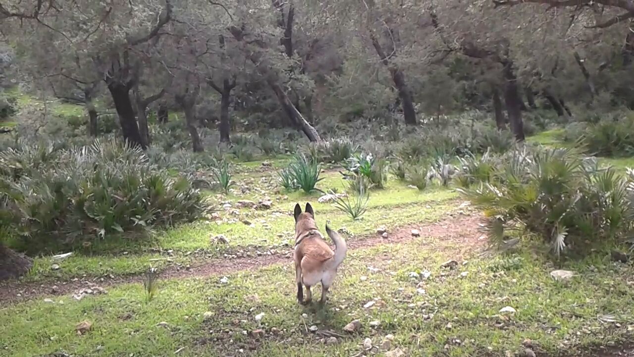 غابة العذراء
