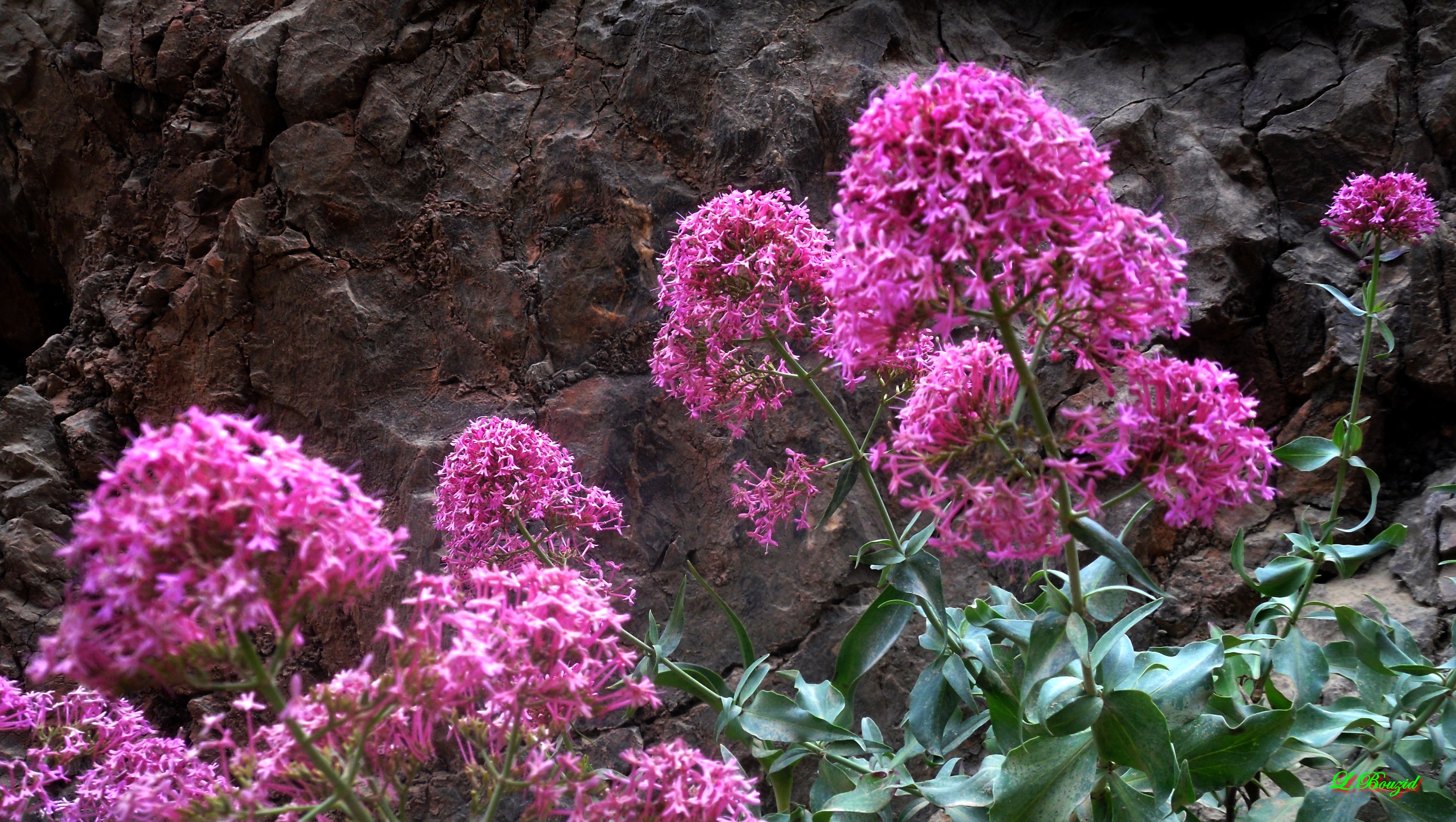 Fleurs de Centranthe rouge - Valériane rouge