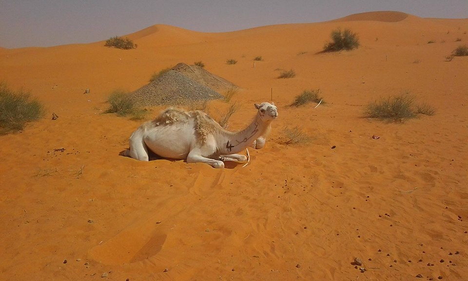 سفينة الصحراء