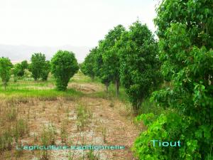 L'agriculture traditionnelle