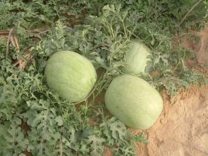 Pasteque de BERRAHMOUNE