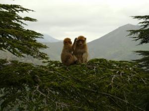 Parc National de Djurdjura
