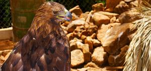 Dans le petit Zoo de Mansourah