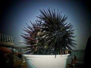 qui se ressemblent s'assemblent