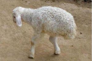 mouton avec 2 pattes