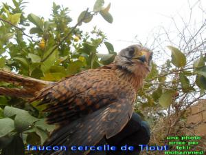 faucon cercelle de Tiout