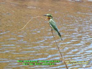 les oiseaux migrateurs lac de Ain ouarka
