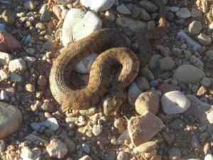le serpent d'eau de Tiout