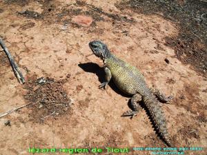 lezard  de Tiout
