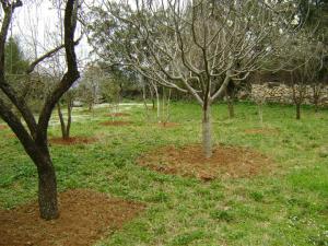 un jardin 100% Kabyle