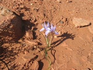 vegetations de Tiout