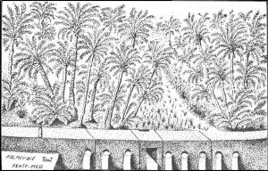 la palmeraies de Tiout