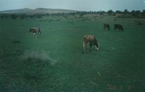 La Region de sidi youc