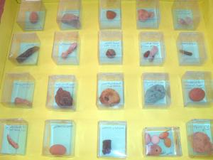 Exposition des roches et des fossiles