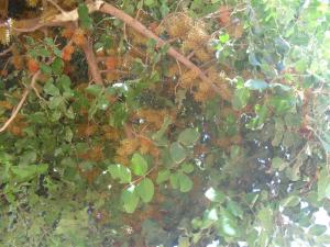 fleurs du chène-vert Ain Aissa Tiout