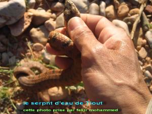 le serpent d'eau de Tiout