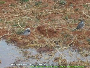 les oiseaux region deTiout