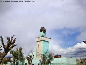 Un nid de cigogne au sommet de mosquée a Sidi Hosni - Tiaret (02)