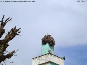 Un nid de cigogne au sommet de mosquée a Sidi Hosni - Tiaret (03)