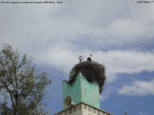 Un nid de cigogne au sommet de mosquée a Sidi Hosni - Tiaret (04)