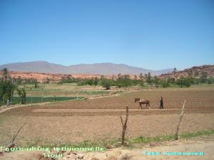 L'agriculture traditionnelle Tiout